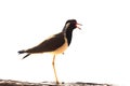 A high key image of red wattled lapwing bird Royalty Free Stock Photo