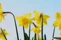 High key image of yellow daffodils with copy space