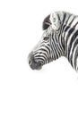 A high key image of a zebra