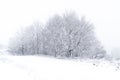 High key landscape of snowy forest on a foggy morning in winter and high contrast with the trees