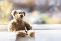 High key light sad teddy bear sitting near windowing sunny day, Lonely brown bear sitting alone at home, Concept to social Royalty Free Stock Photo