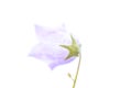 High key macro photo close ups on bluebell flower Royalty Free Stock Photo