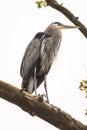 High key portrait of a great blue heron on a tree branch Royalty Free Stock Photo