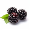 High-key Product Photography: Striped Arrangements Of Dark Maroon And Light Emerald Blackberries