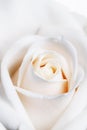 High Key Soft Focus White Rose Royalty Free Stock Photo