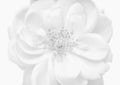 High-key watermark monochrome bright isolated white rose blossom macro