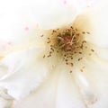 High Key White Rose detail Royalty Free Stock Photo