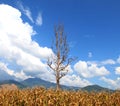 High latitude dead tree under blue sky Royalty Free Stock Photo