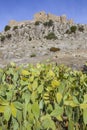 Castle of Belmez with prickly-pear, Spain Royalty Free Stock Photo