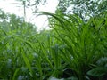 High Long Green Grass Close Up Macro Detail