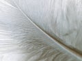 High magnification down feather