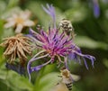 Very close up macro of a wasp and a honey bee fighting over a pink flower Royalty Free Stock Photo