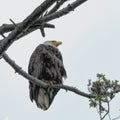 High and Mighty. Looking up to Bald-headed Eagle, B.C
