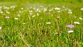 High moor meadow with spring flowers in fresh, tender green Royalty Free Stock Photo