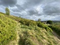 Stormy day, high on the moor top, with wild plants and farms in, Oxenhope, Yorkshire, UK