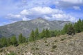 High mountain area reforested with pines and firs to combat erosion Royalty Free Stock Photo