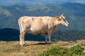 High mountain cattle Royalty Free Stock Photo
