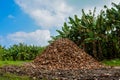 High mountain of coconut`s shells Royalty Free Stock Photo