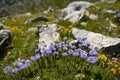 High mountain herb flowers, central Italian Apennines