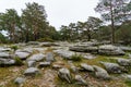 High mountain landscape with pine trees and large stones on the ground Royalty Free Stock Photo