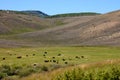 Cattle Grazing in a High Meadow Surrounded by Sagebrush Covered Hills Royalty Free Stock Photo