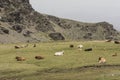 High mountain meadow in summer with green grass and bull cows and calves ruminating and resting