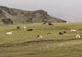 High mountain meadow in summer with green grass and bull cows and calves ruminating and resting