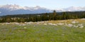 High mountain Meadow Royalty Free Stock Photo