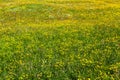 High mountain millefiori meadow