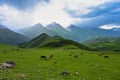 High mountain pasture of cows on the Tsey-Loam Pass Royalty Free Stock Photo