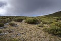 High-mountain scrublands of Cytisus oromediterraneus