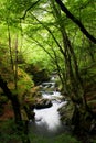 High mountain stream in forest