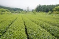 High mountain tea farm Royalty Free Stock Photo