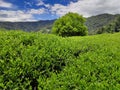 High mountain tea garden in Lishan Taiwan