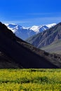 High mountain valley and flower field in Northern India Royalty Free Stock Photo