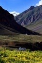 High mountain valley and flower field in Northern India Royalty Free Stock Photo