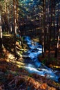 High mountain winter stream running through a pine forest Royalty Free Stock Photo