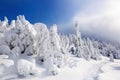 High on the mountains in the forest covered with snow there is lonely old wooden hut standing with fence on the lawn. Royalty Free Stock Photo