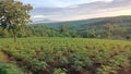 high mountains green cassava trees beautiful scenery