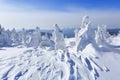 High on the mountains, on the lawn stand trees covered with snow, which look as ice sculptures. Textured forms. Landscape.