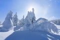 High on the mountains, on the lawn stand trees covered with snow, which look as ice sculptures. Textured forms. Landscape. Royalty Free Stock Photo