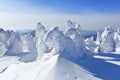 High on the mountains, on the lawn stand trees covered with snow, which look as ice sculptures. Textured forms. Landscape. Royalty Free Stock Photo