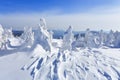 High on the mountains, on the lawn stand trees covered with snow, which look as ice sculptures. Textured forms. Landscape.