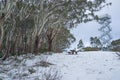 High observation tower on snowy Mount Donna Buang scenic lookout Royalty Free Stock Photo