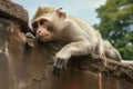 High Observer Monkey situated on a wall, observing its surroundings