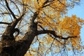 High old tree under blue sky. Royalty Free Stock Photo