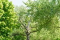 High old tree with white bark aspen Royalty Free Stock Photo