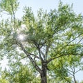 High old tree with white bark aspen. Square photo