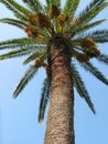 High palm