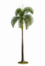 High palm tree isolated on white background. Royalty Free Stock Photo